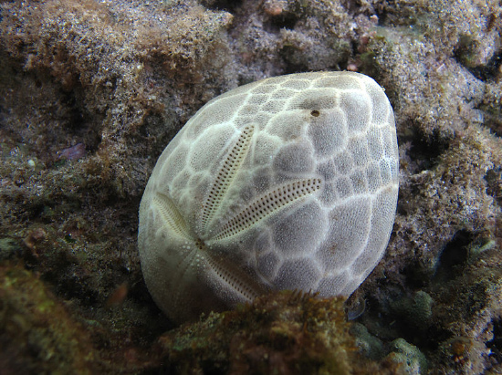  Brissus latecarinatus (Keeled Heart Urchin)